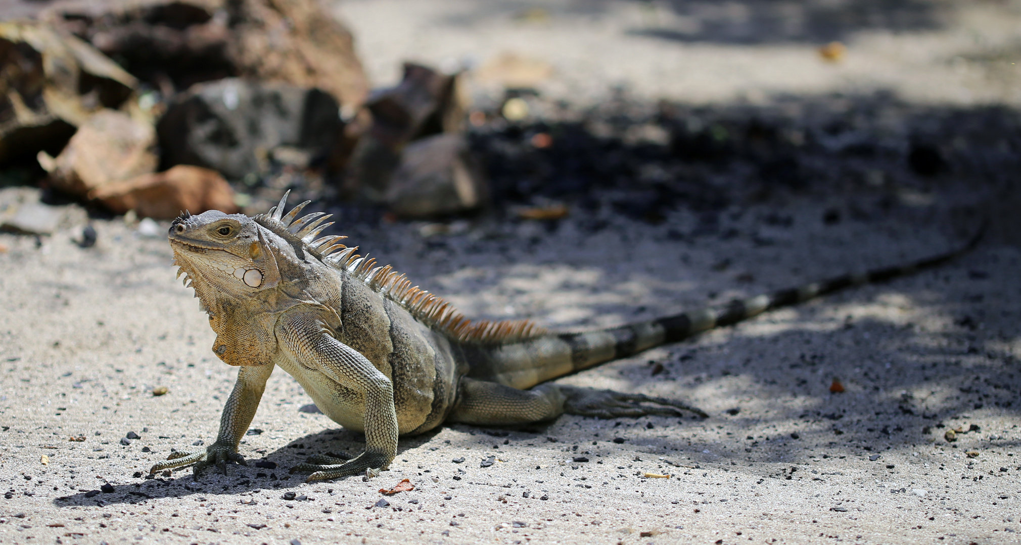 Leguan