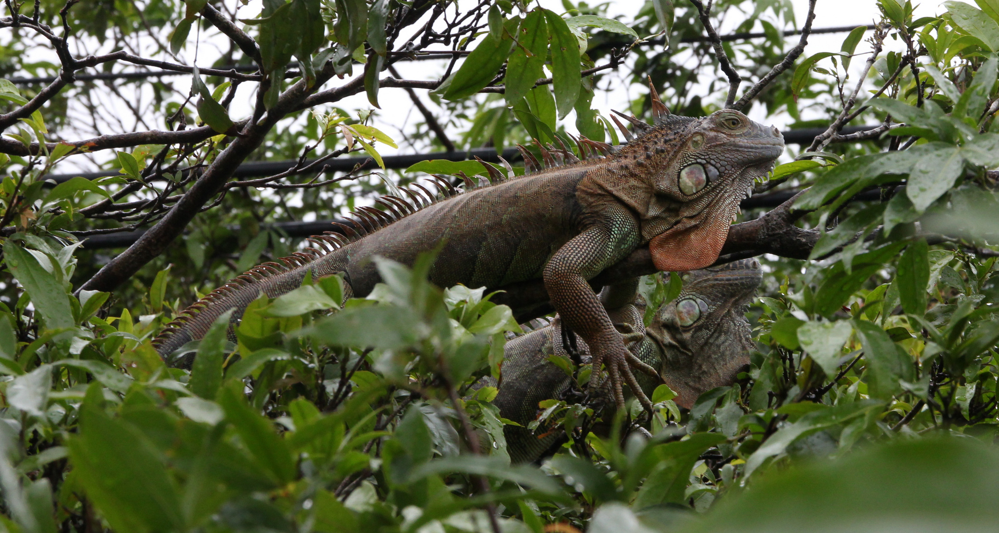 Leguan