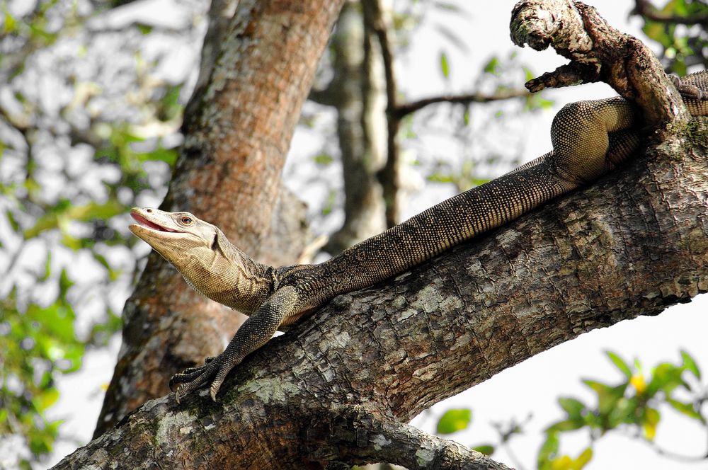 Leguan