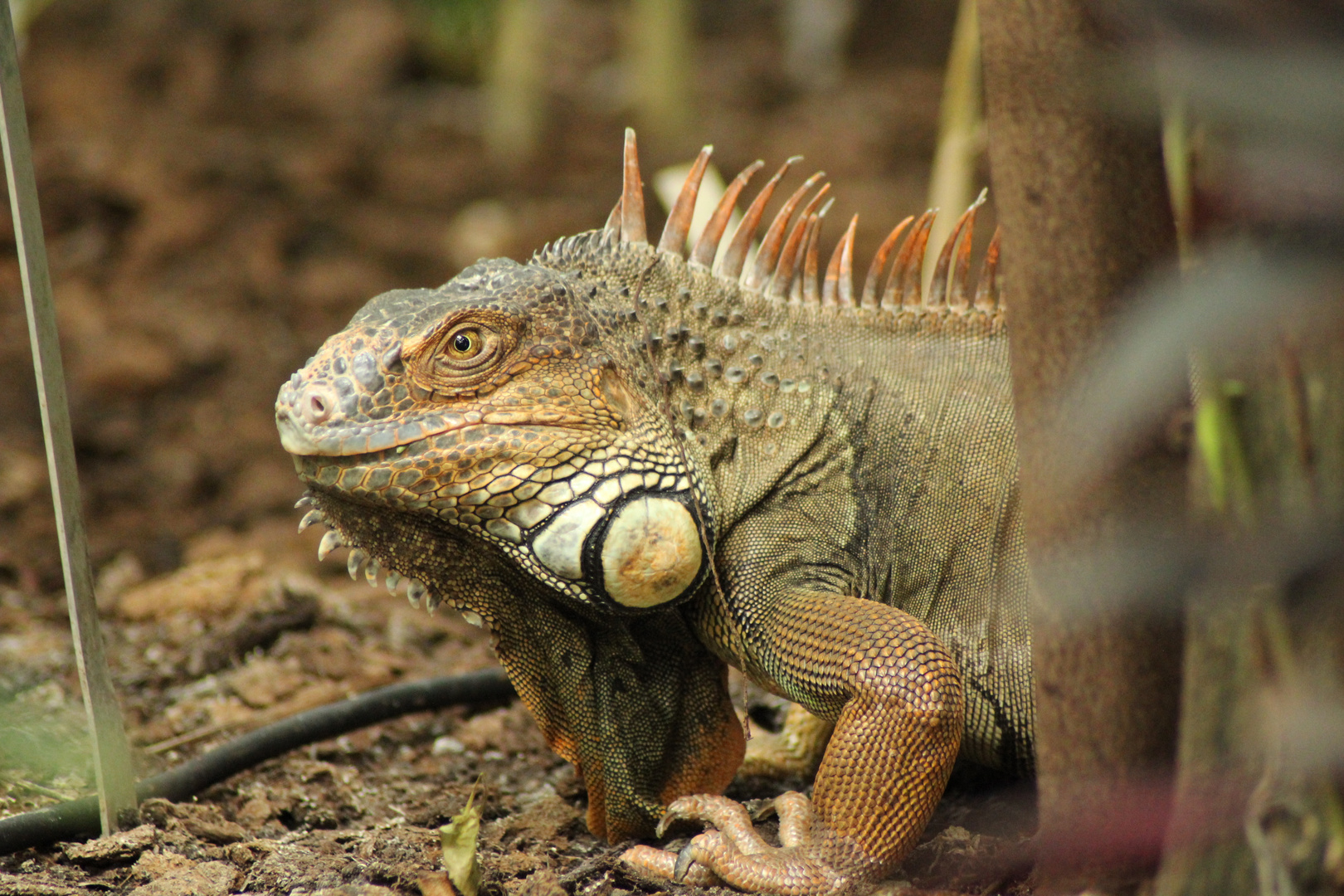 Leguan