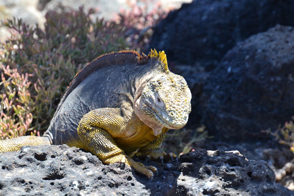 Leguan