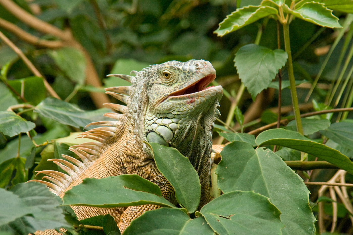 Leguan