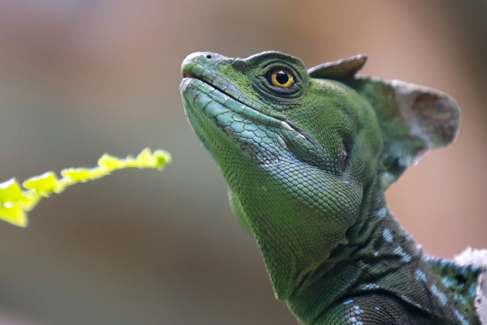 Leguan