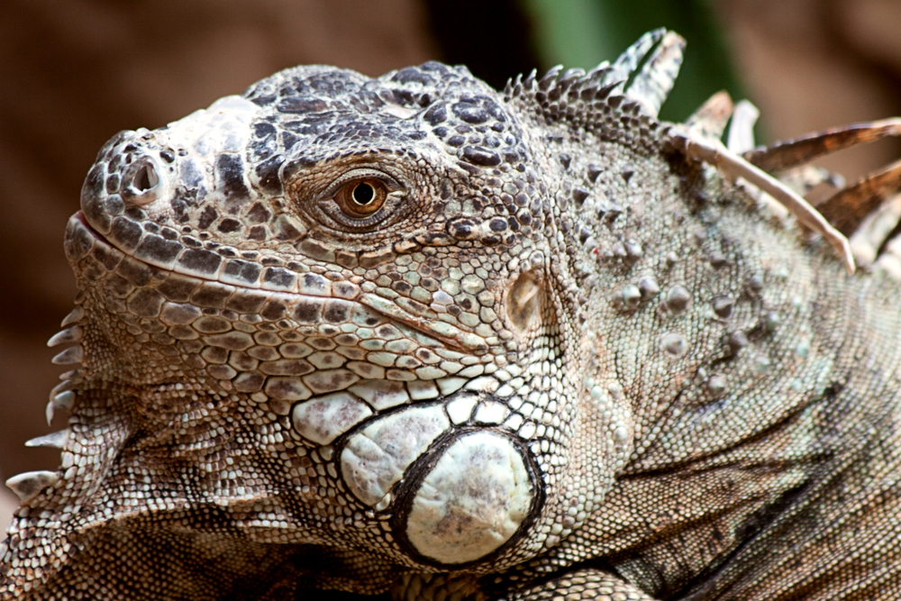 Leguan