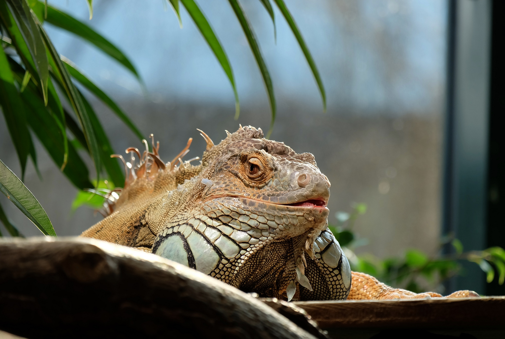 Leguan