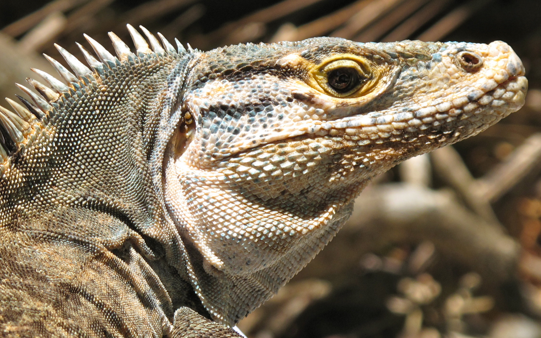 Leguan als Strandnachbar