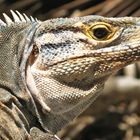 Leguan als Strandnachbar