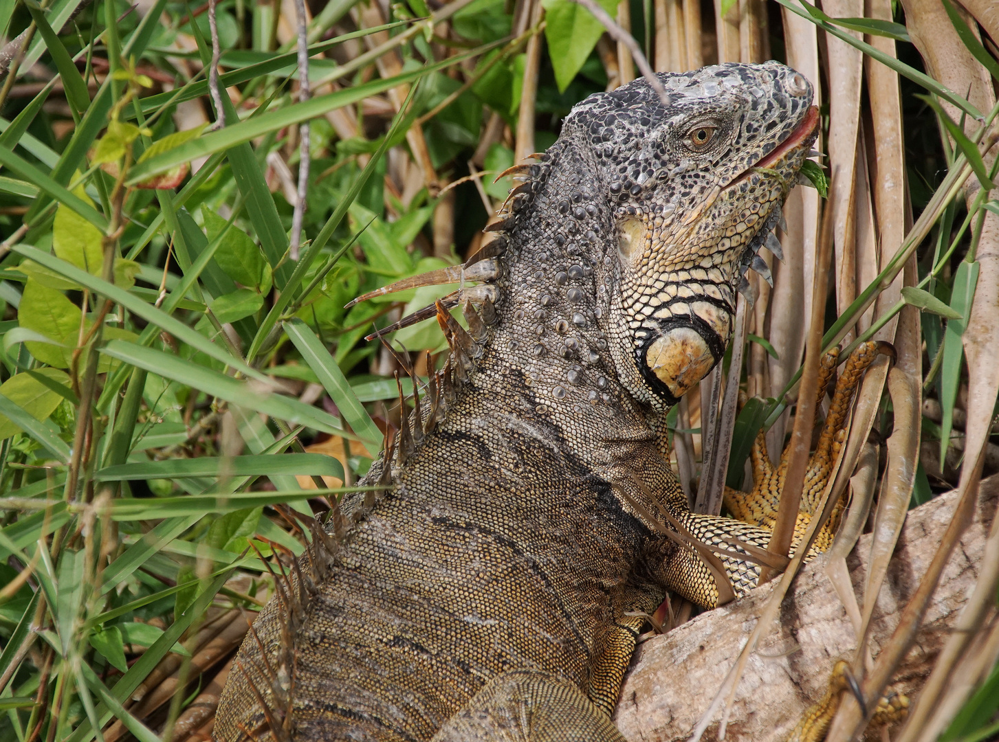 Leguan am Lago Petén Itza Guatemala