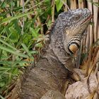 Leguan am Lago Petén Itza Guatemala