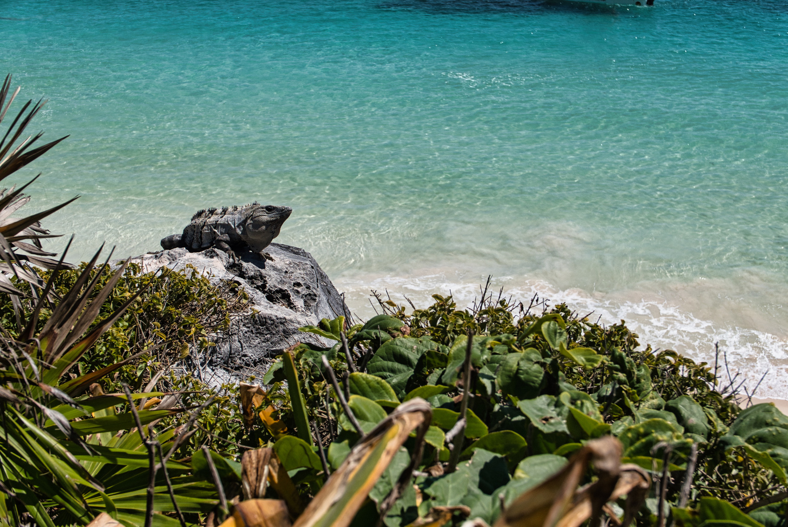 Leguan am Strand