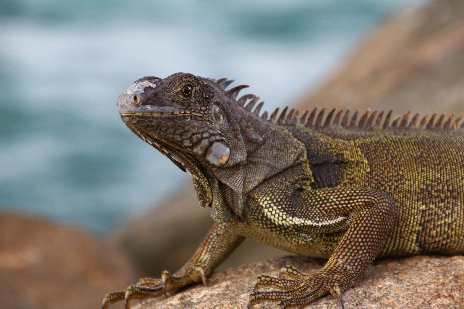 Leguan auf Aruba