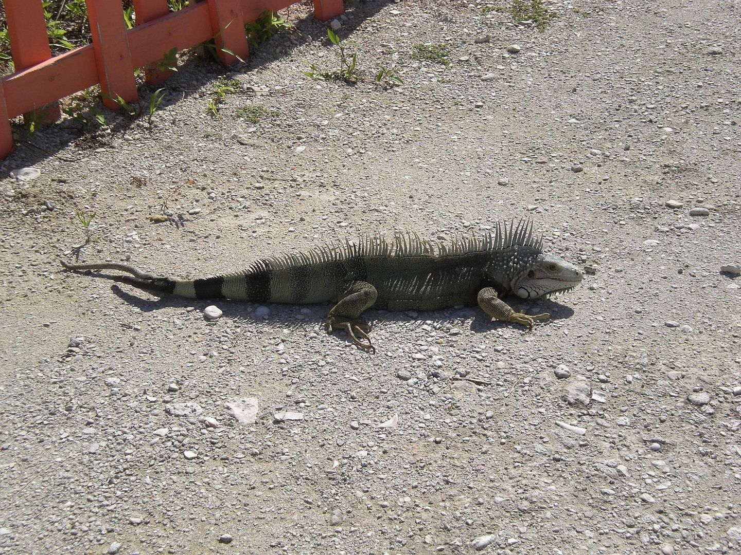 Leguan auf Bahamas