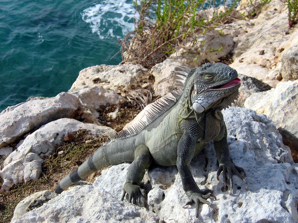 Leguan auf Bonaire