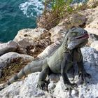 Leguan auf Bonaire