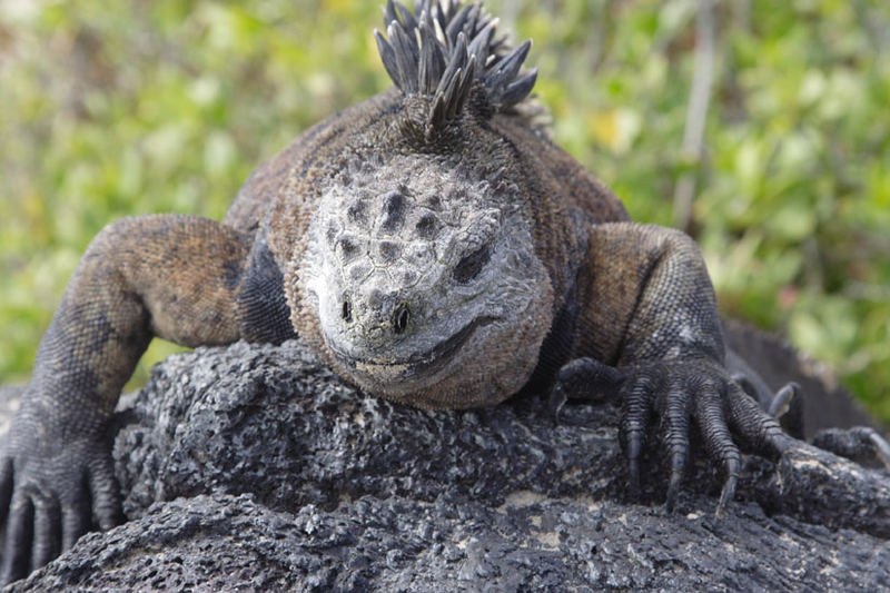 Leguan auf Brautschau