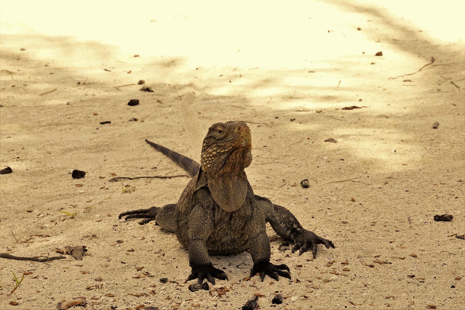 Leguan auf Cayo Blanco