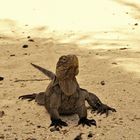 Leguan auf Cayo Blanco