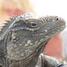 Leguan auf Cayo Largo