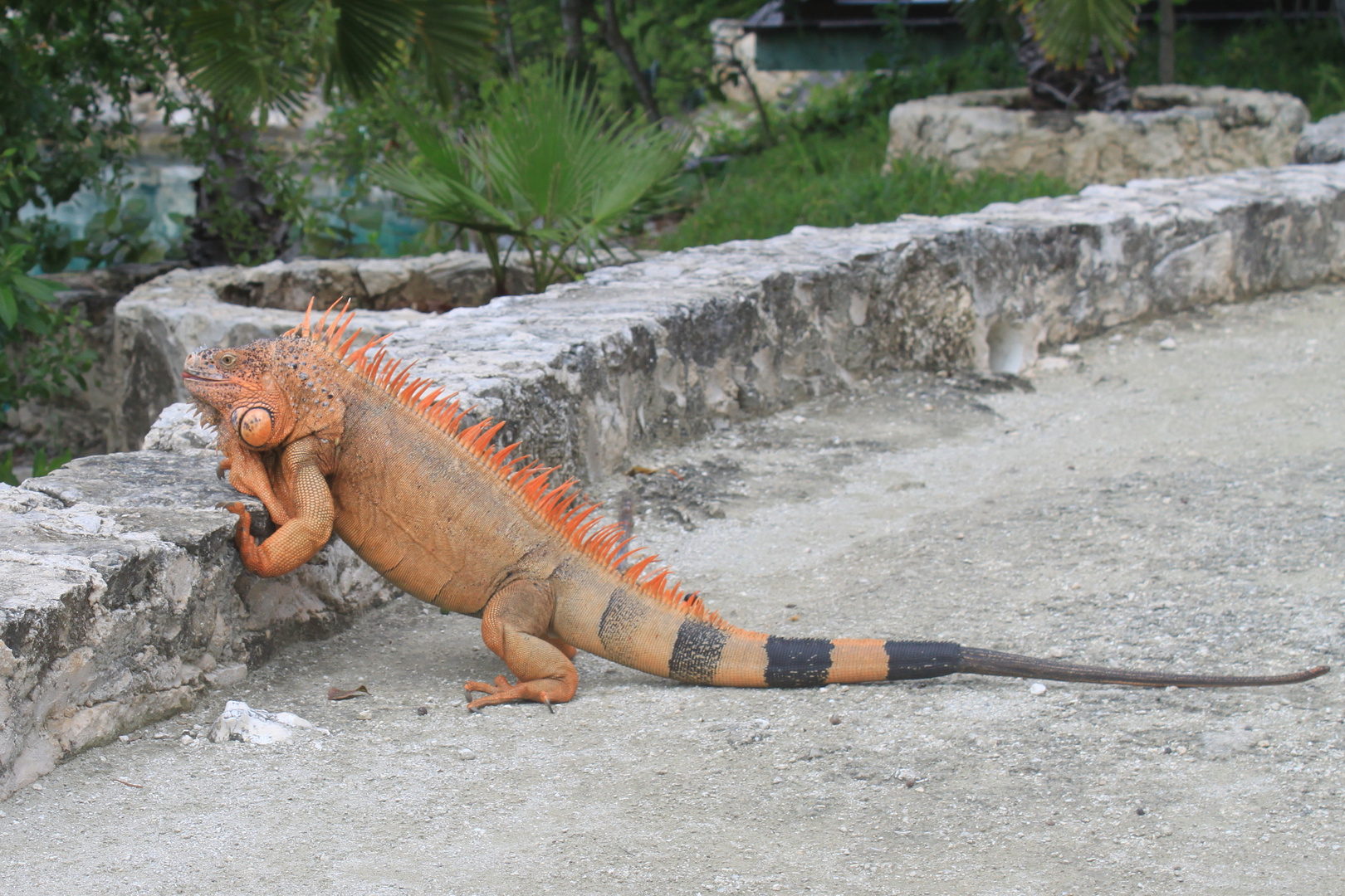 Leguan auf Cozumel/ Mexiko