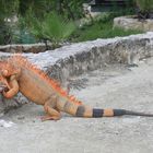 Leguan auf Cozumel/ Mexiko