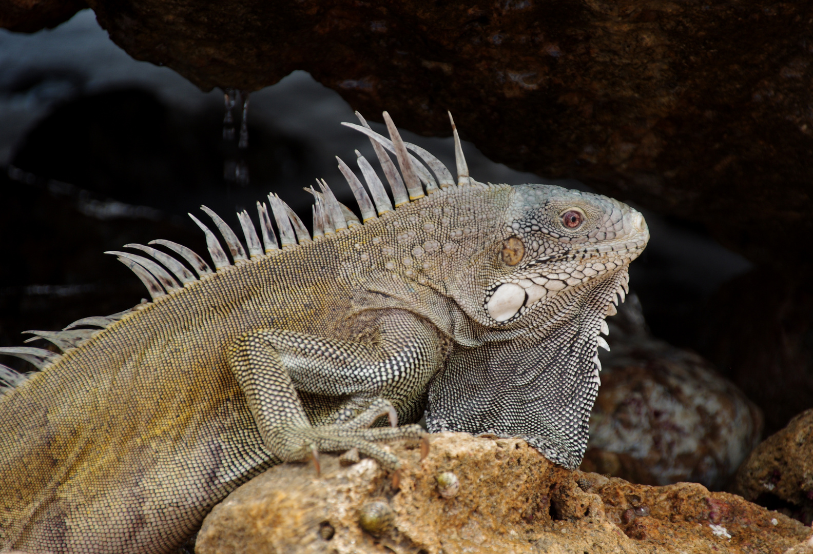 Leguan auf Curacao