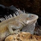 Leguan auf Curacao