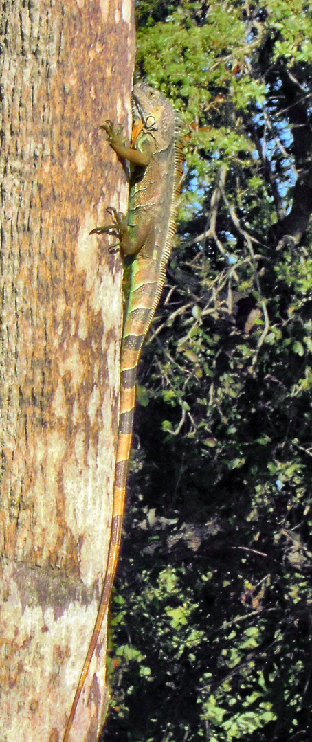 Leguan auf dem Weg ins Baumhaus