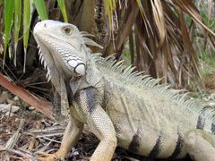 Leguan auf den Florida Keys