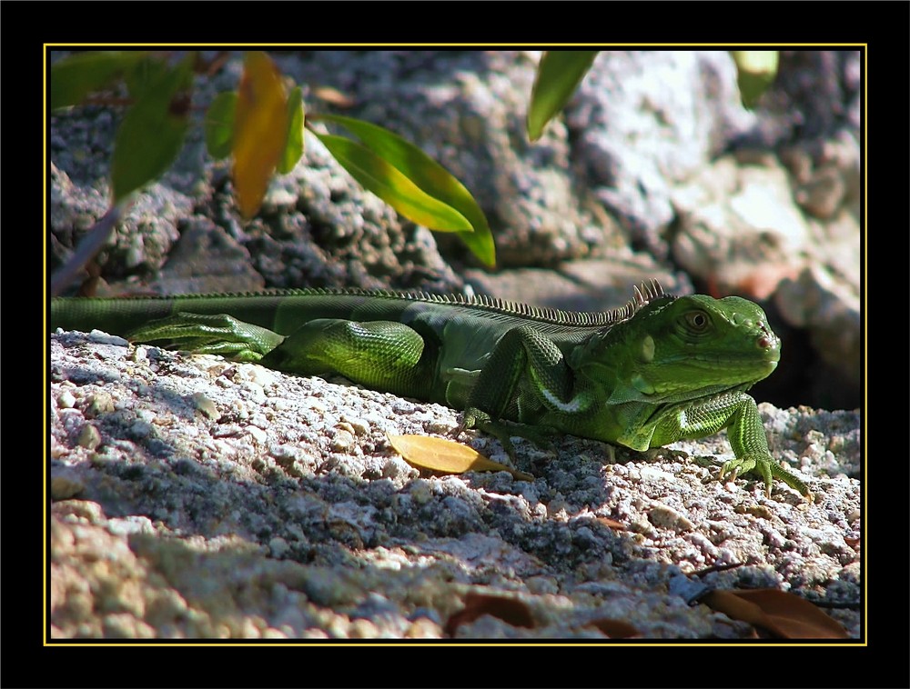 Leguan auf den Key`s