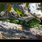 Leguan auf den Key`s