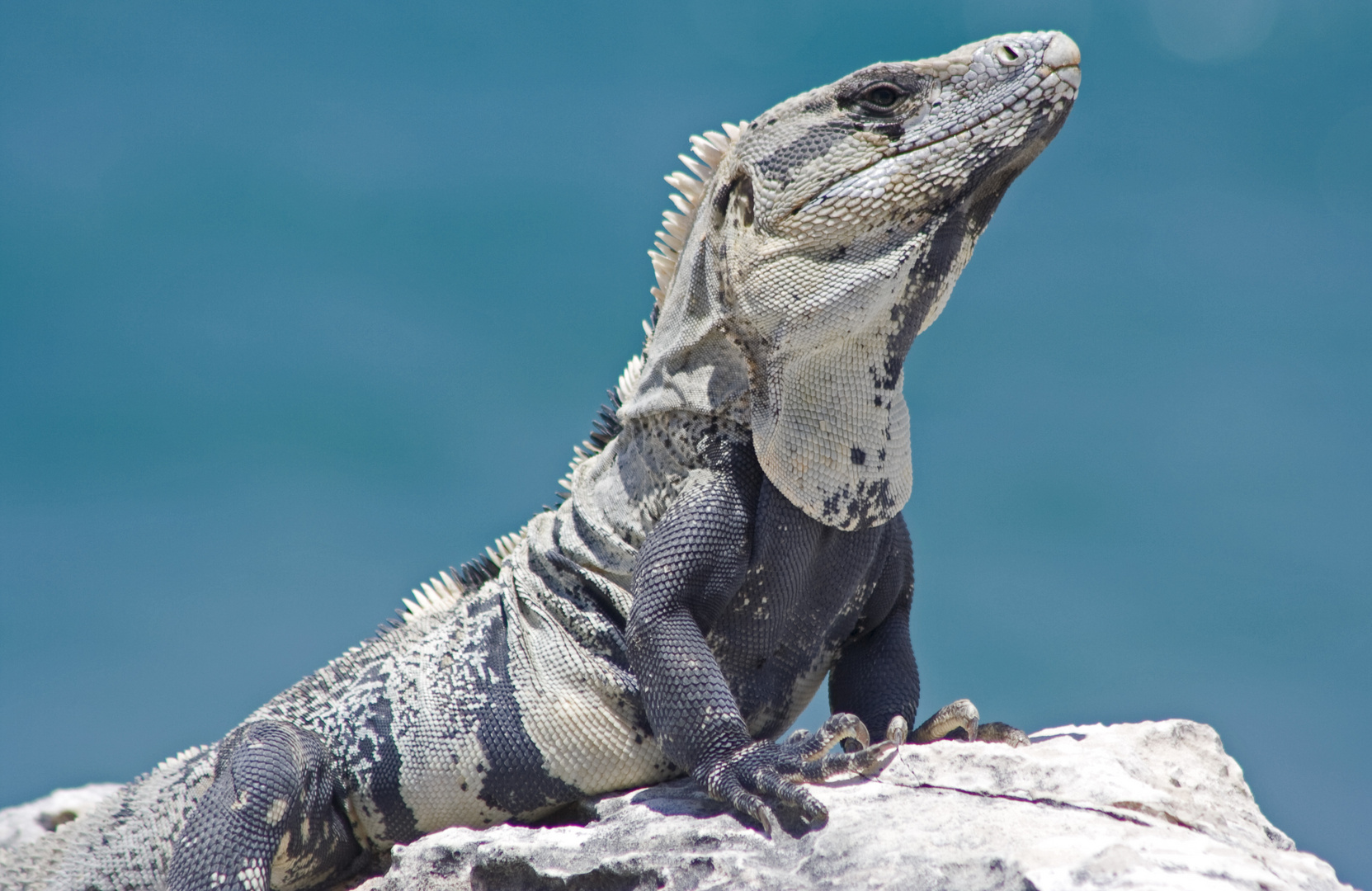 Leguan auf der Insel Isla Mujeres