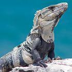 Leguan auf der Insel Isla Mujeres