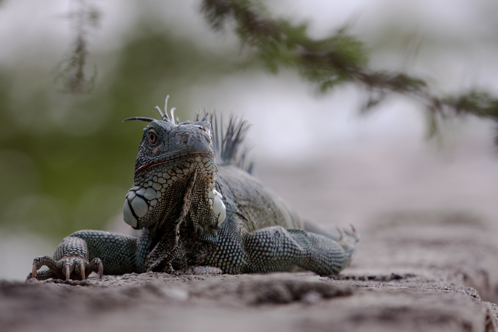 Leguan auf der Mauer