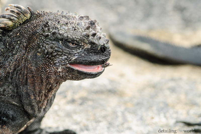 Leguan auf Galapagos