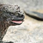 Leguan auf Galapagos