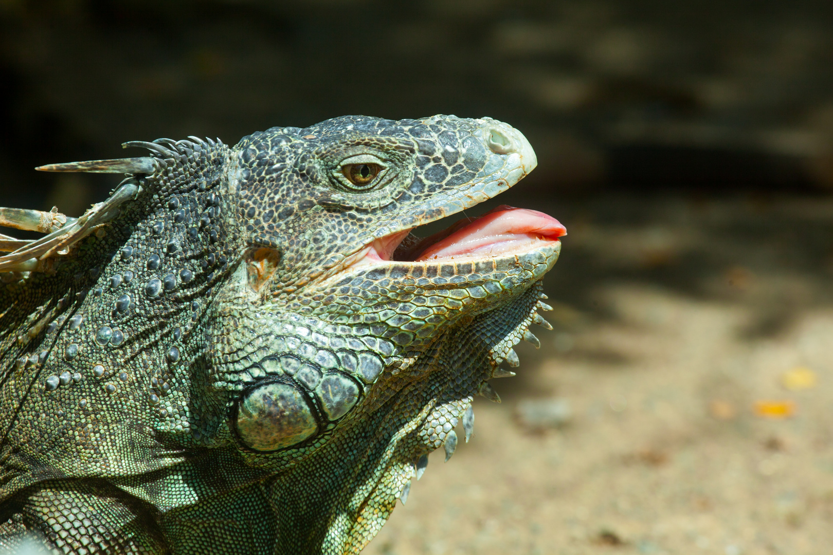 Leguan auf Ruatan/Honduras