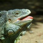 Leguan auf Ruatan/Honduras