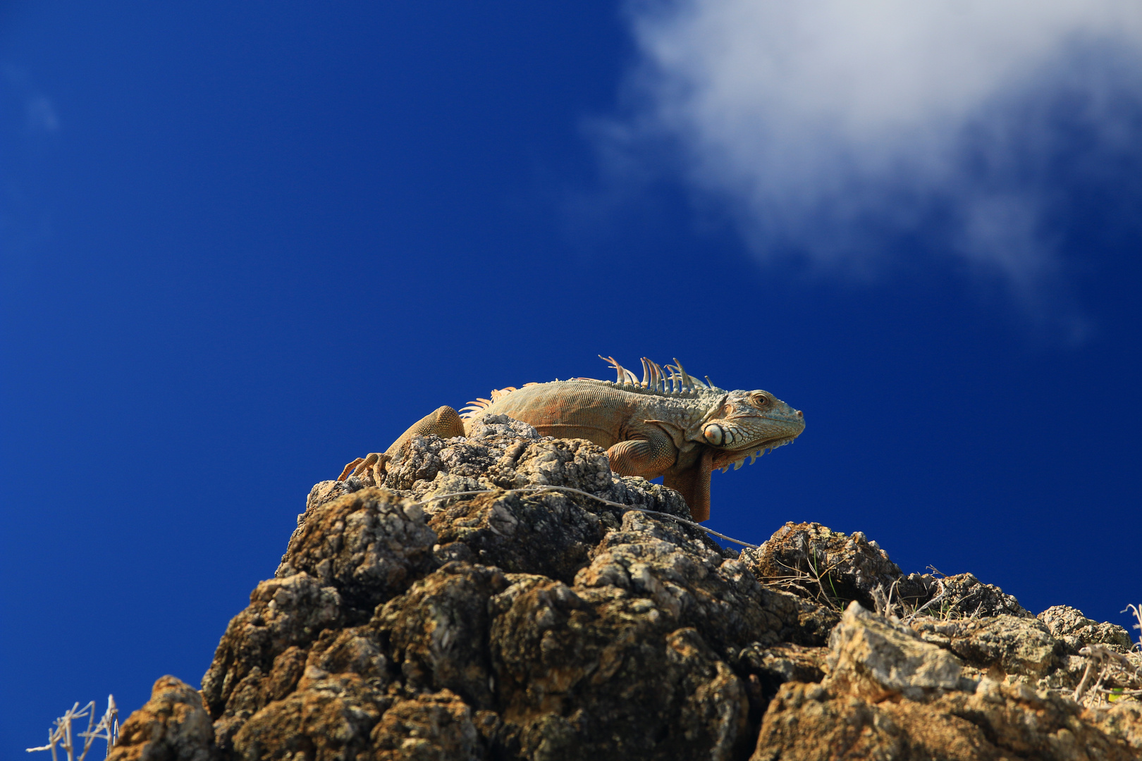 Leguan auf St. Martin/Sint Maarten