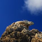 Leguan auf St. Martin/Sint Maarten