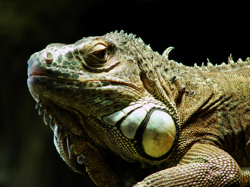 Leguan aus dem Salzburger Zoo