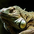 Leguan aus dem Salzburger Zoo