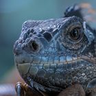 Leguan aus dem TerraZoo Rheinberg (2020)