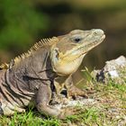 Leguan aus der Nähe.