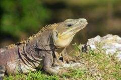 Leguan aus der Nähe.