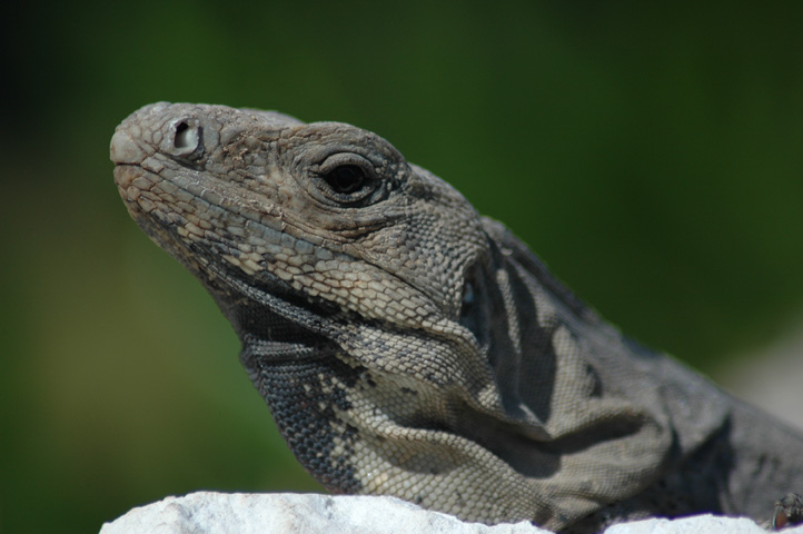 Leguan Ausschnitt