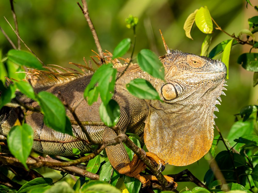 Leguan