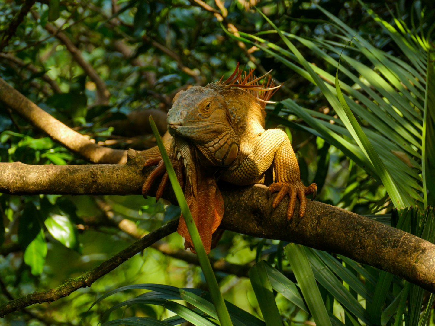 Leguan