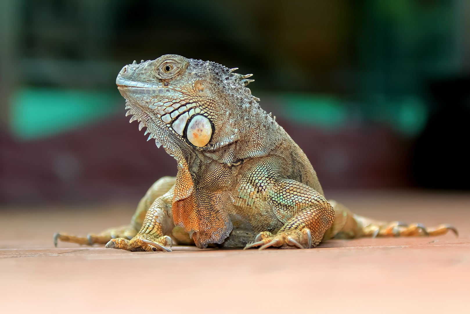 Leguan Foto & Bild | natur, tier, zoo Bilder auf fotocommunity
