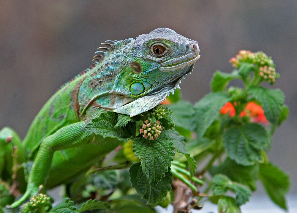 leguan