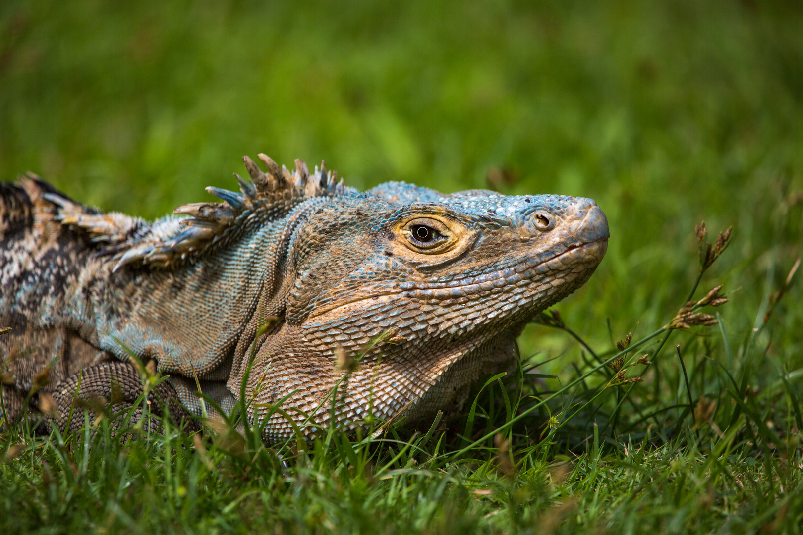 Leguan